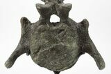 Rare, Stegosaurus Caudal Vertebra on Metal Stand - Wyoming #227556-9